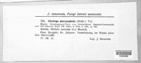 Claviceps purpurea image